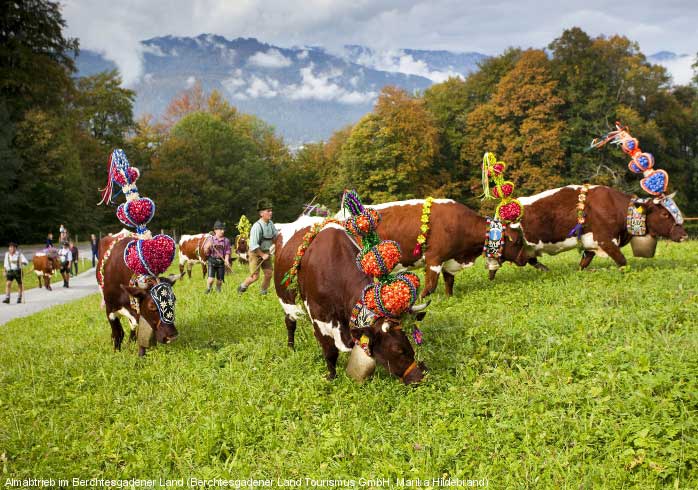 Colourful decorated cows during the ‘Almabtrieb’ on a meadow.